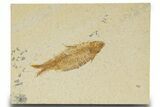 Detailed Fossil Fish (Knightia) - Wyoming #333699-1